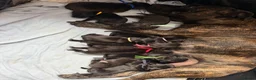 Staffordshire Bull Terrier dogs for sale: 10 Gorgeous Brindle Pups  - Advert 1