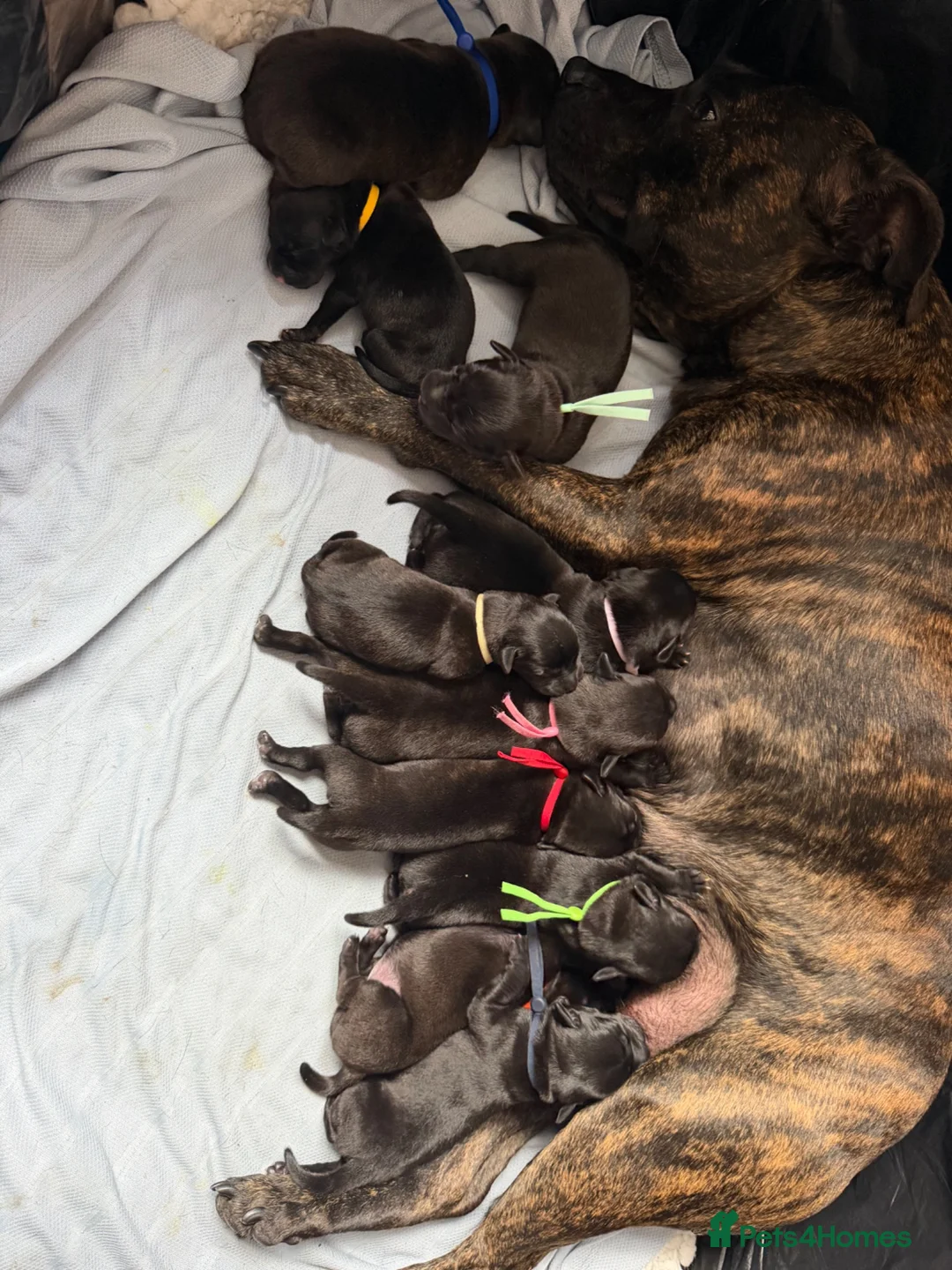 Staffordshire Bull Terrier dogs for sale: 10 Gorgeous Brindle Pups  - Advert 1