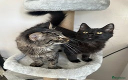 Ragdoll cats for sale: Ragdoll x kittens  - Image 4
