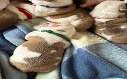 English Bulldog dogs for sale: 🏆Championed Sired English Bulldog Puppies🏆 - Image 6