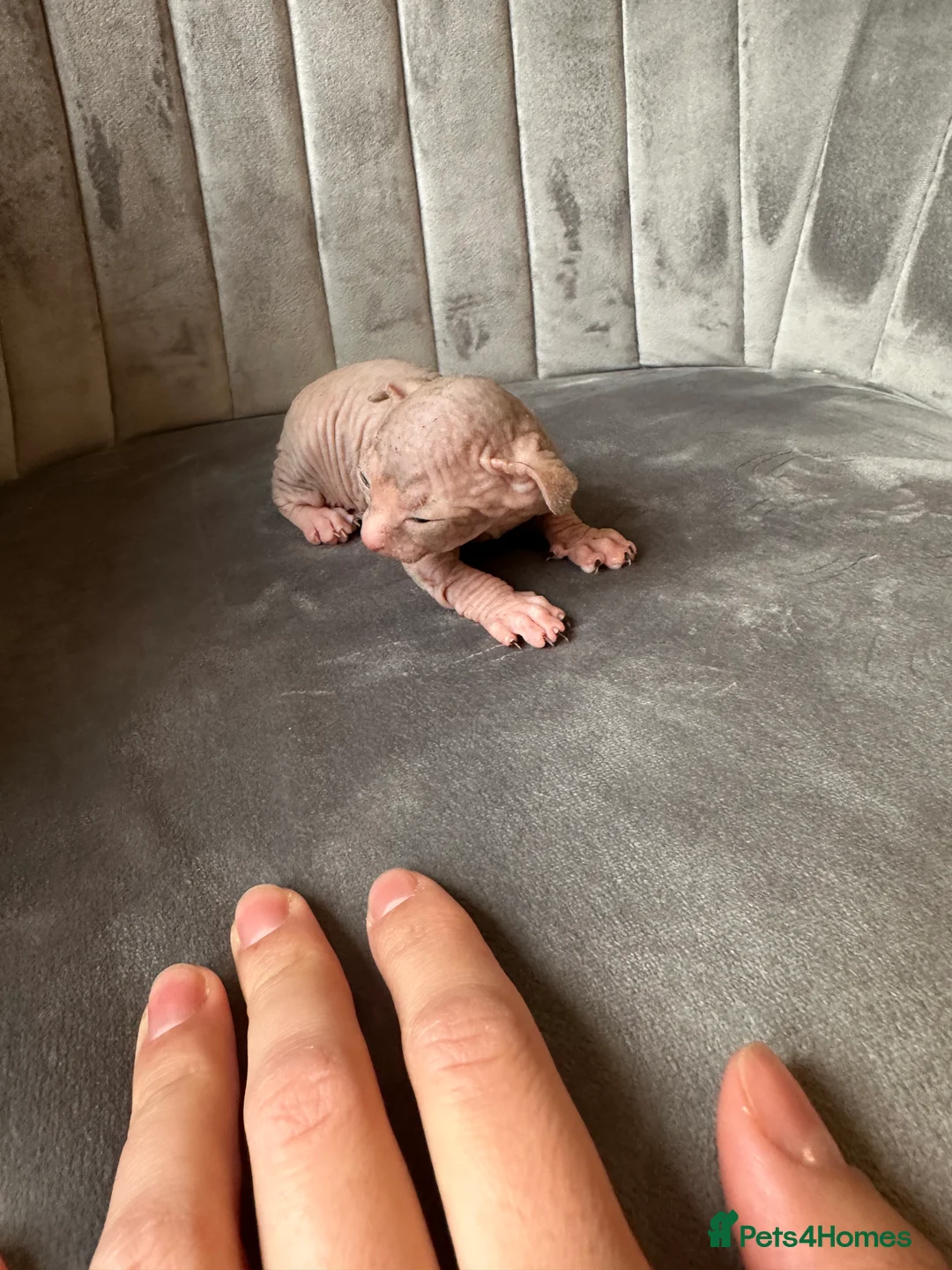 Sphynx cats for sale: beautiful Sphynx babies - Advert 11