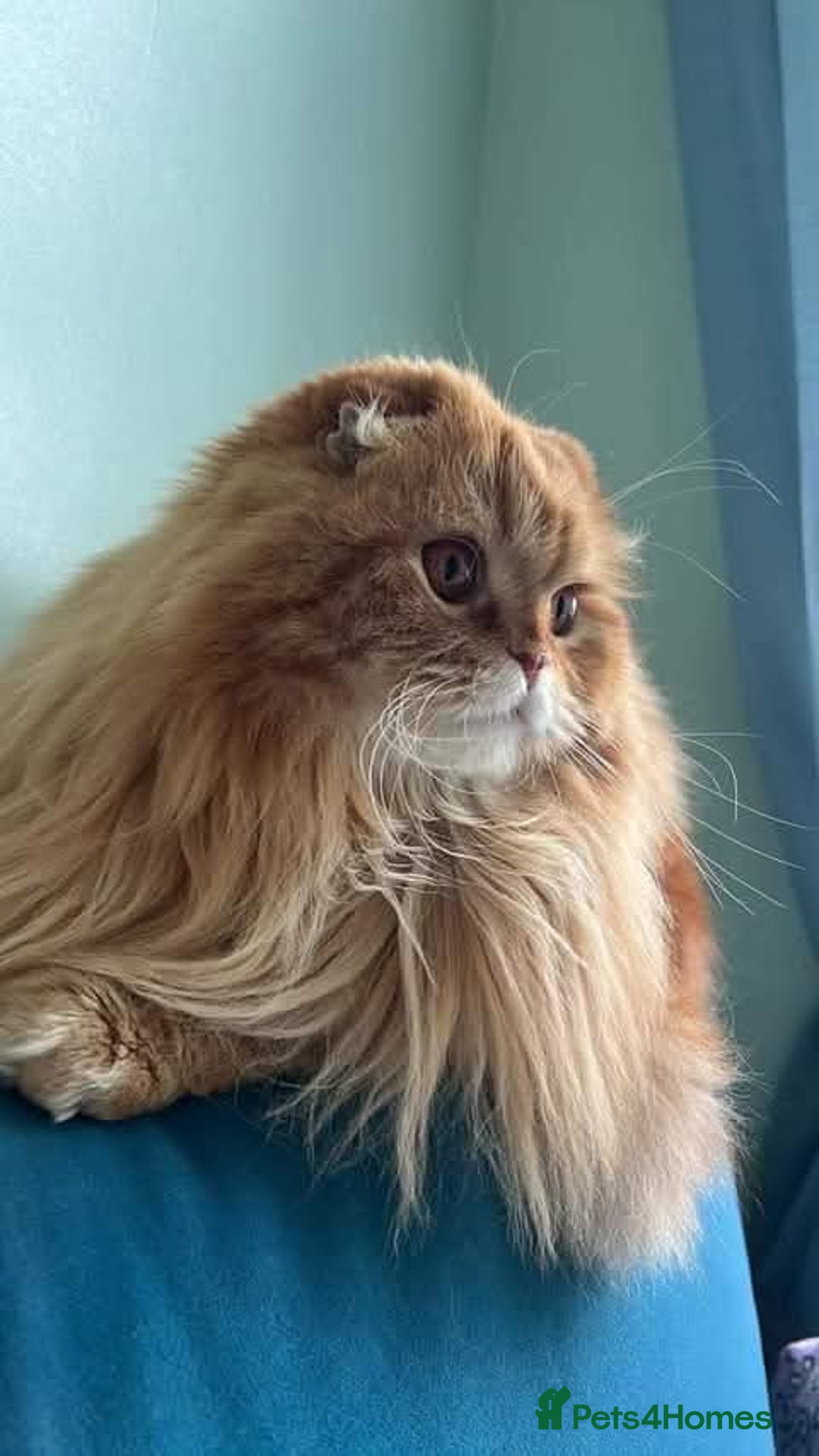 Scottish Fold cats for sale: 3 Beautiful kitten await you - Advert 6