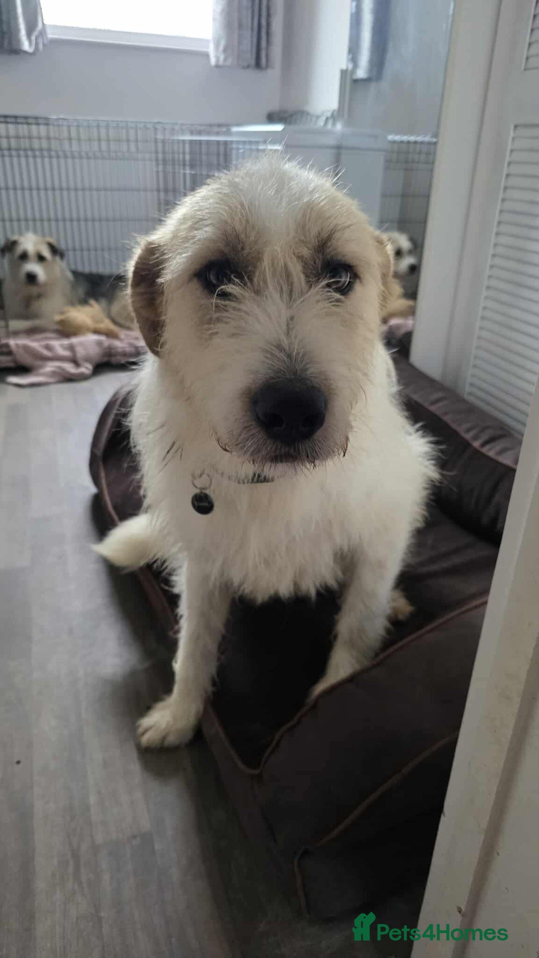 Mixed Breed dogs for adoption: Hershey ( and brother Harley )  - Advert 10