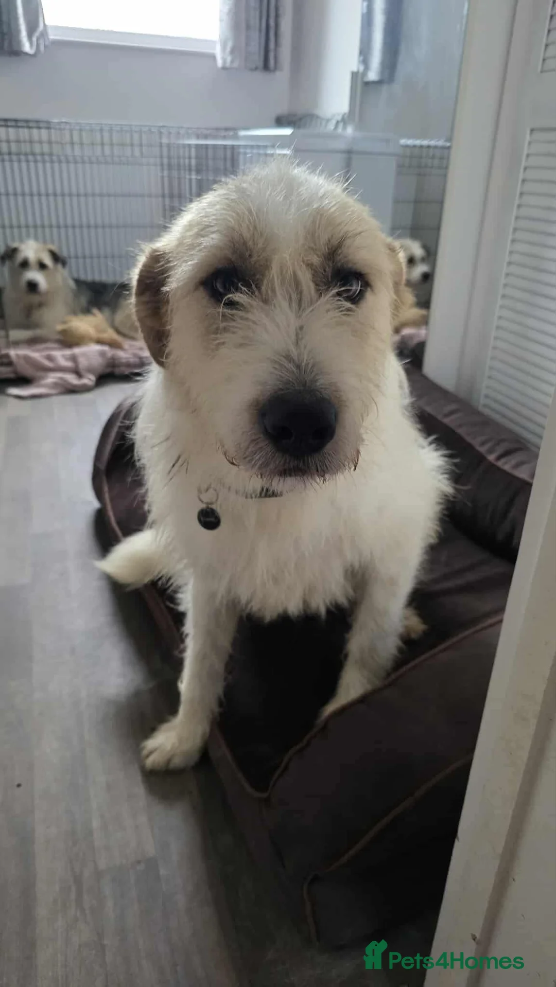 Mixed Breed dogs for adoption: Hershey ( and brother Harley )  - Advert 10