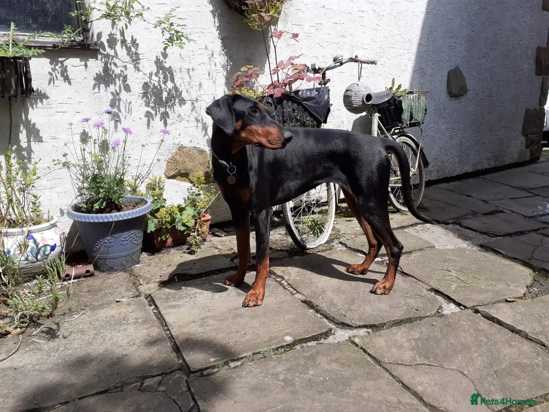 Dobermann dogs for sale: Kennel Club & Health Tested Dobermann Puppies  in Chorley - Advert 2