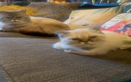 Persian cats for sale: Persian cross exotic  - Image 11