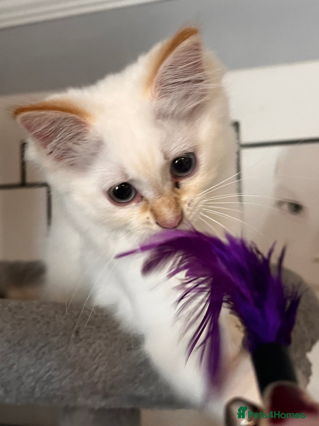 Domestic Shorthair cats for sale: ONE BOY & ONE GIRL LEFT - Image 6