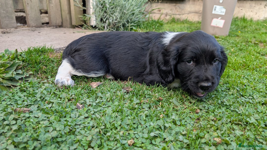English Springer Spaniel dogs for sale: Lovely chunky B&W springer spaniel dog pups - Image 4