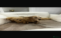 Toy Poodle dogs for sale: Toy poodles  - Image 4