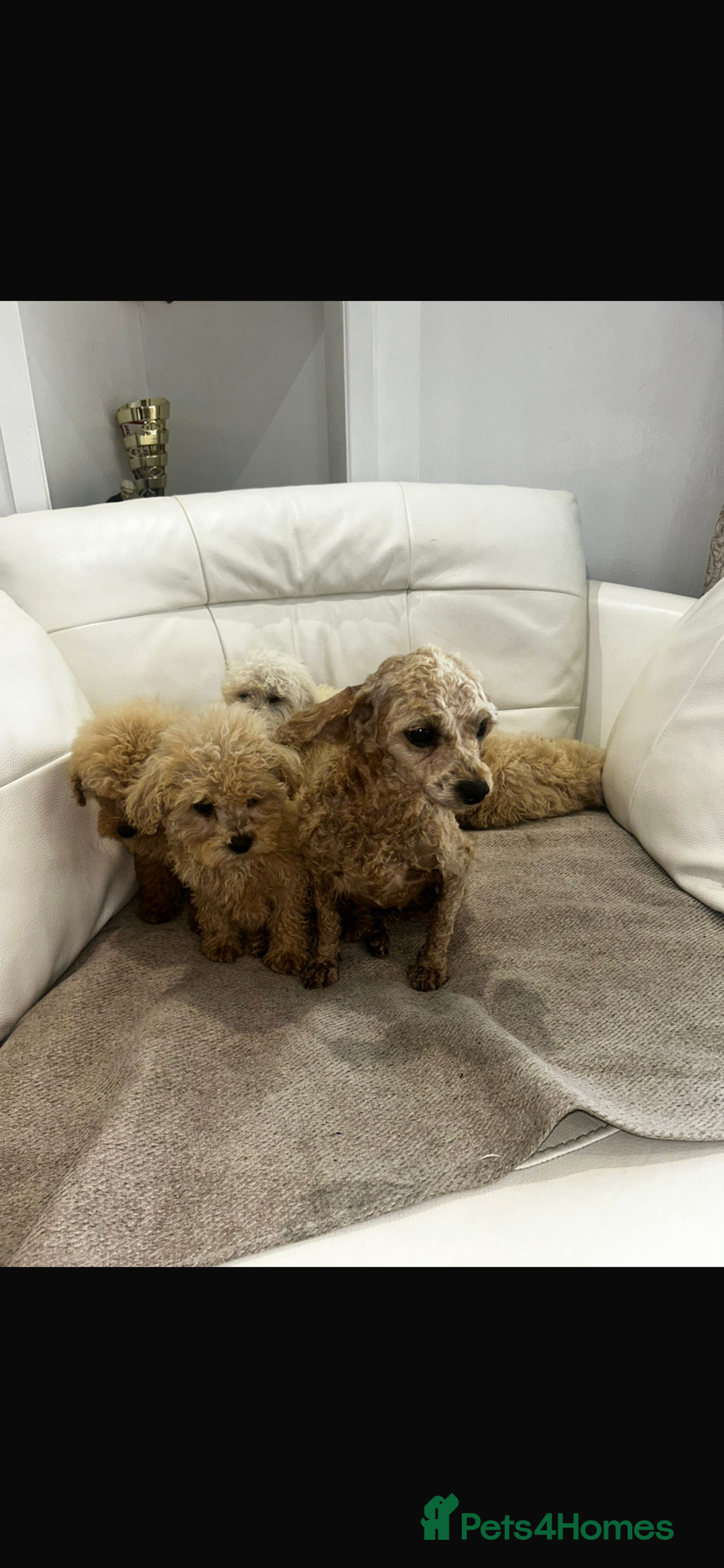 Toy Poodle dogs for sale: Toy poodles  - Image 4