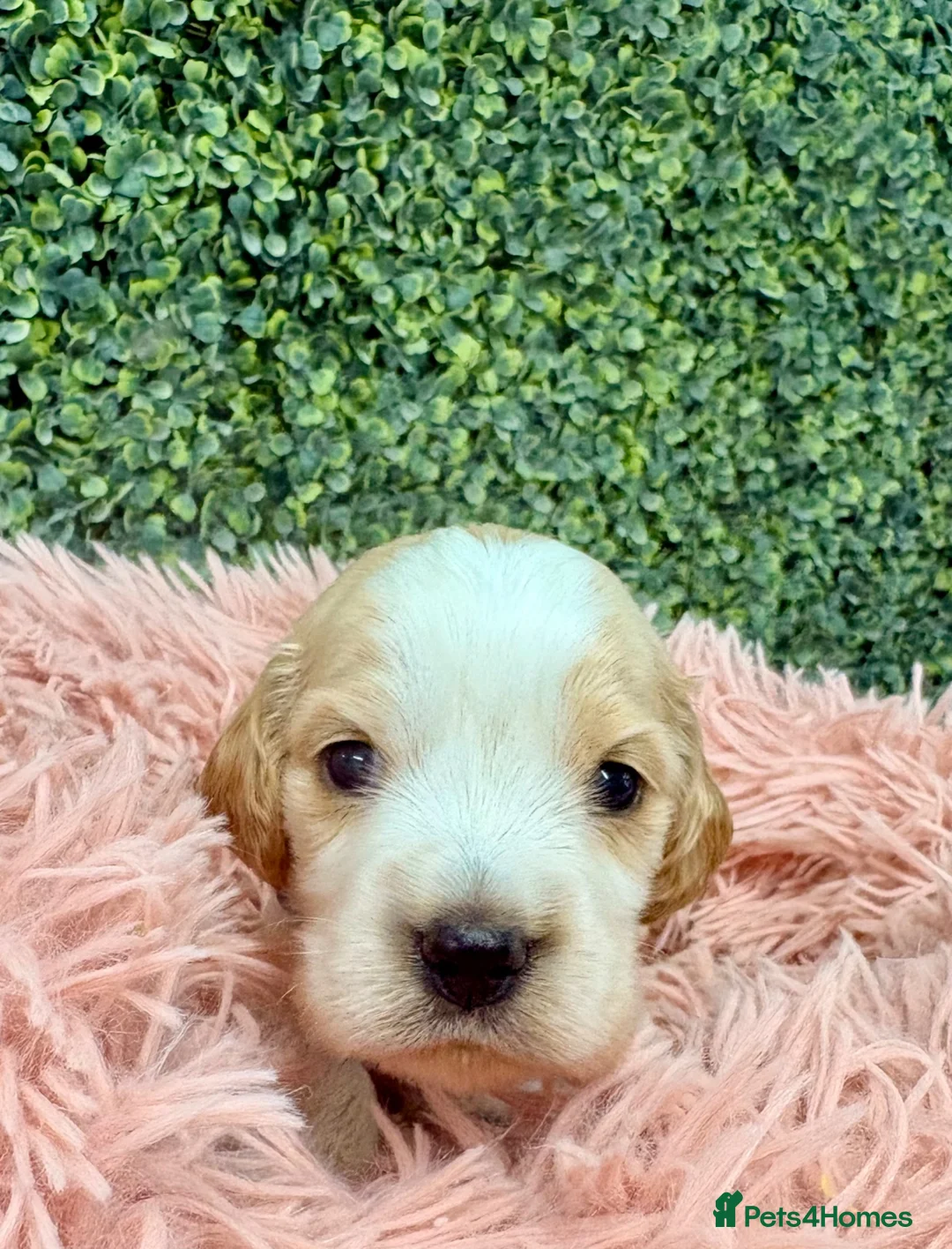 Cocker Spaniel dogs for sale: 🧡🤍 KC REG Show cocker Spaniel puppies for sale - Advert 16