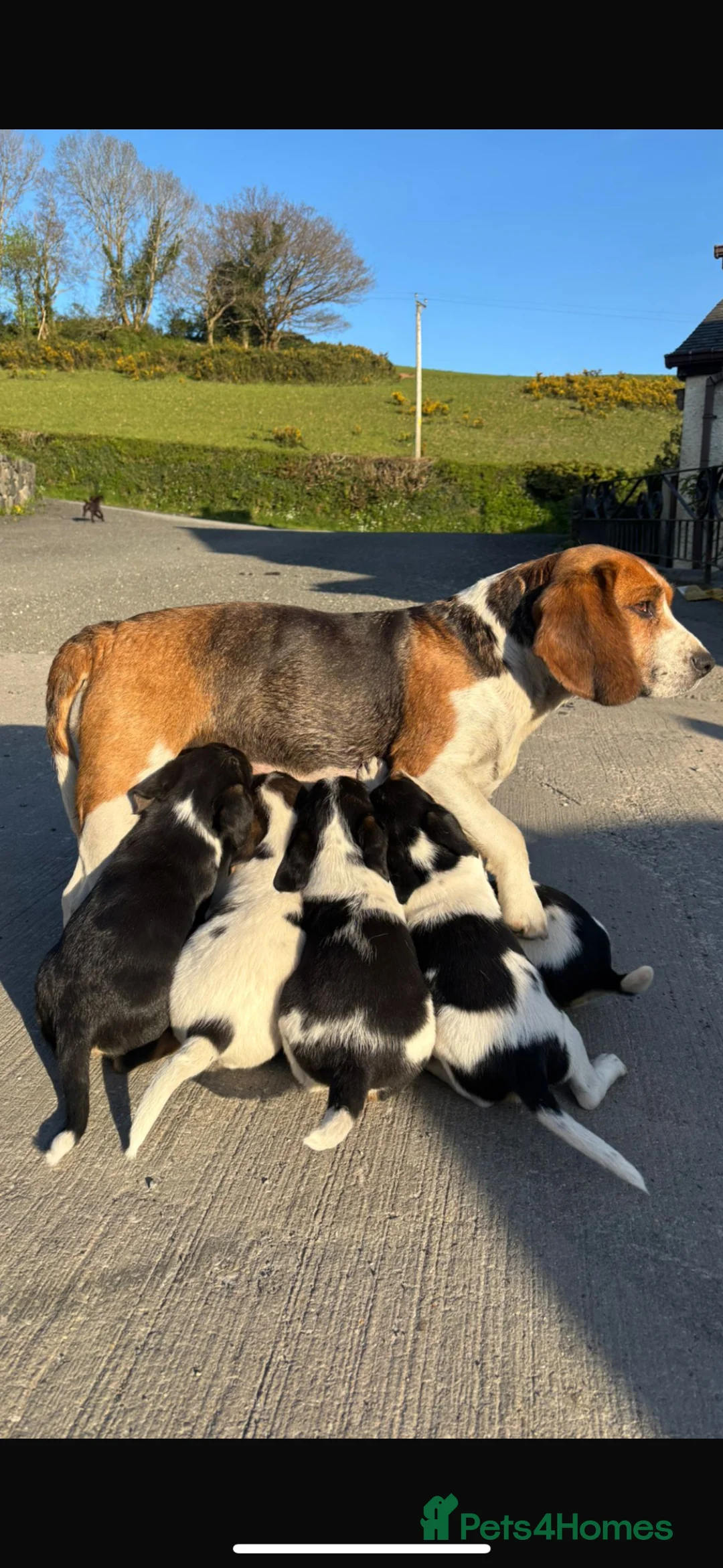Mixed Breed dogs for sale: Border Beagle - Advert 2