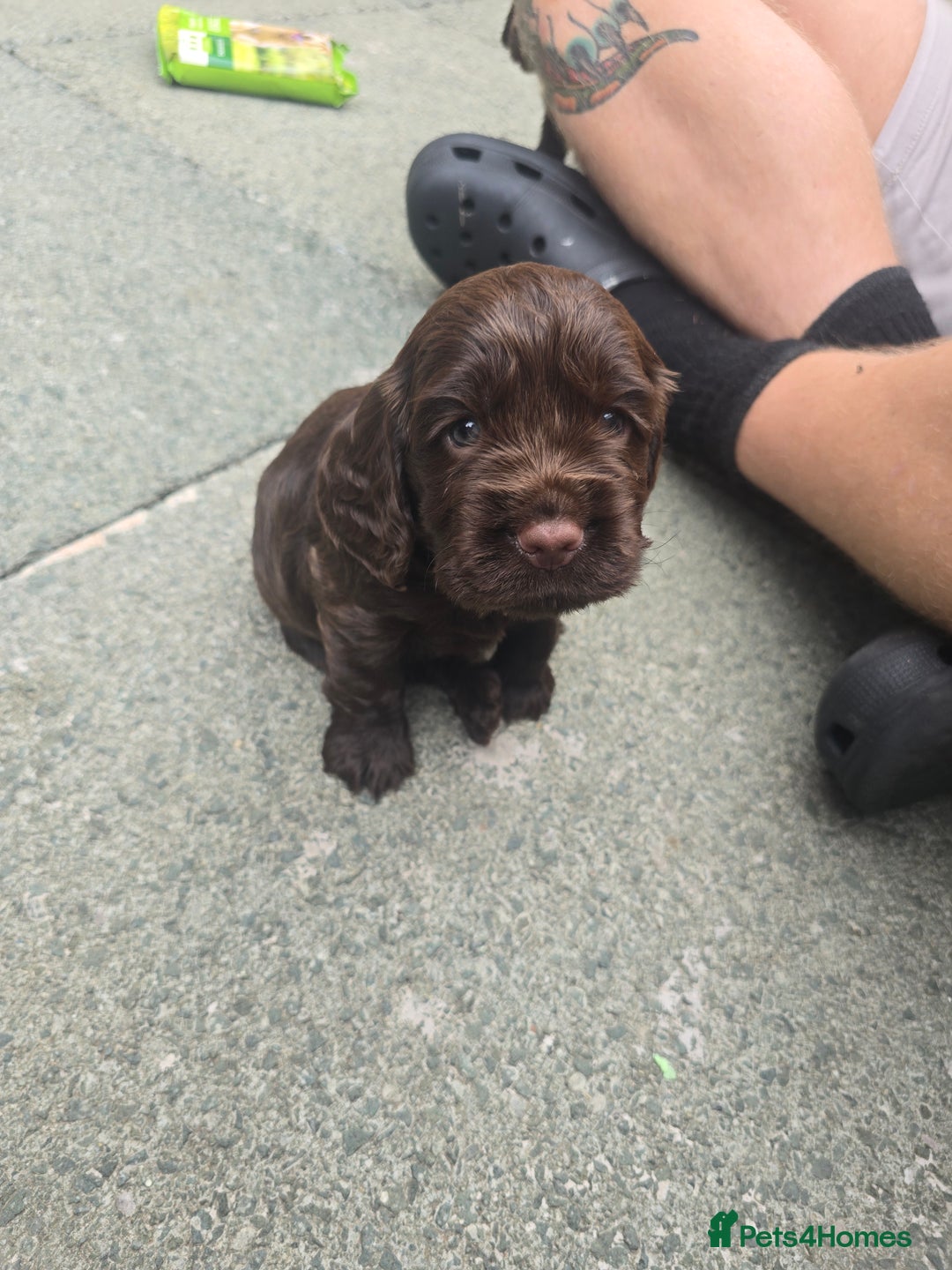 Cocker Spaniel dogs for sale: Show type x working cocker spaniel puppies - Image 6