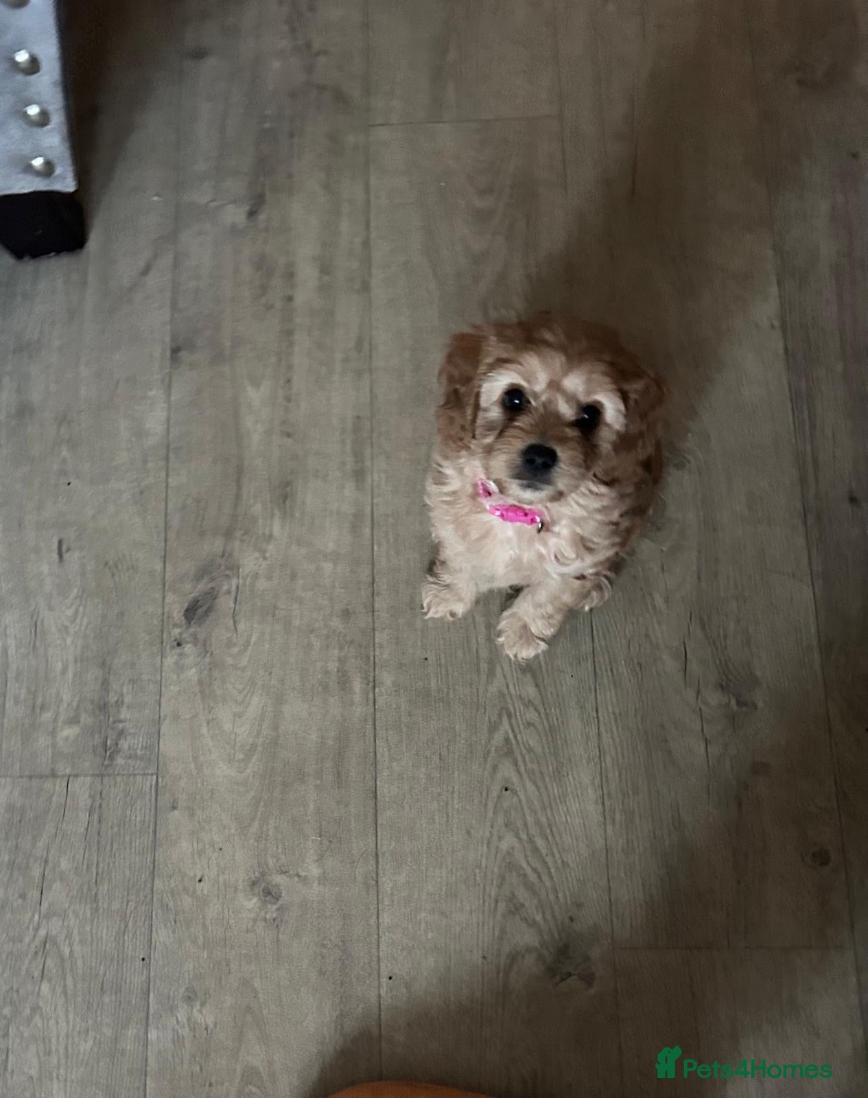Cavapoo dogs Beautiful Golden F1 cavapoo Girl puppy - Advert 1