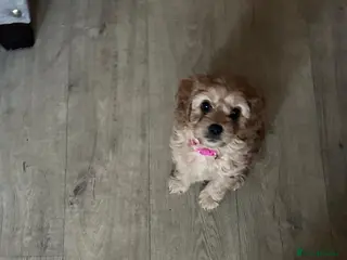 Cavapoo dogs Beautiful Golden F1 cavapoo Girl puppy - Advert 1