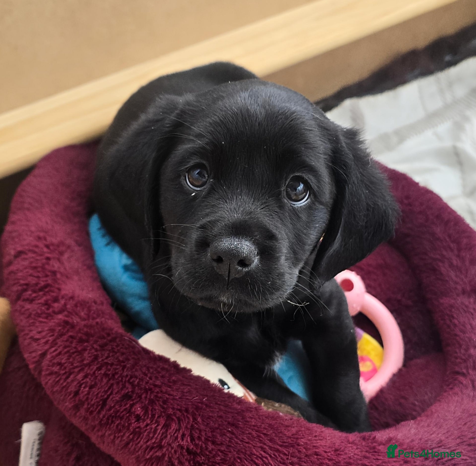 Mixed Breed dogs for sale: Cavador! Rare Ready 2 leave. 1 beautiful boy left. - Advert 6