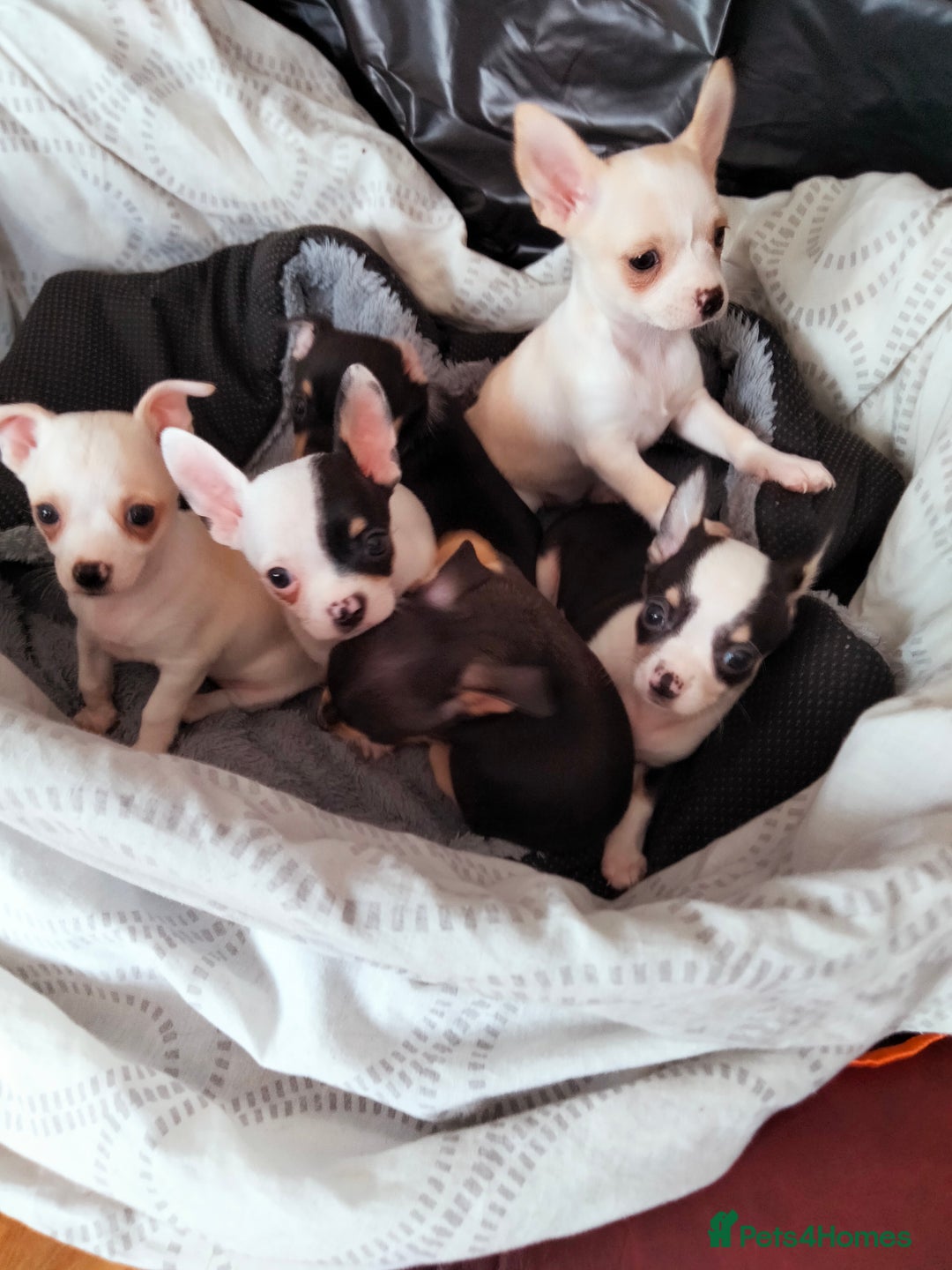 Chihuahua dogs for sale: Gorgeous Baby Chihuahua puppies  - Image 9