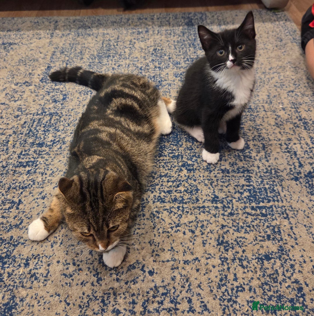 Mixed Breed cats for sale: Male Kitten  - Advert 2