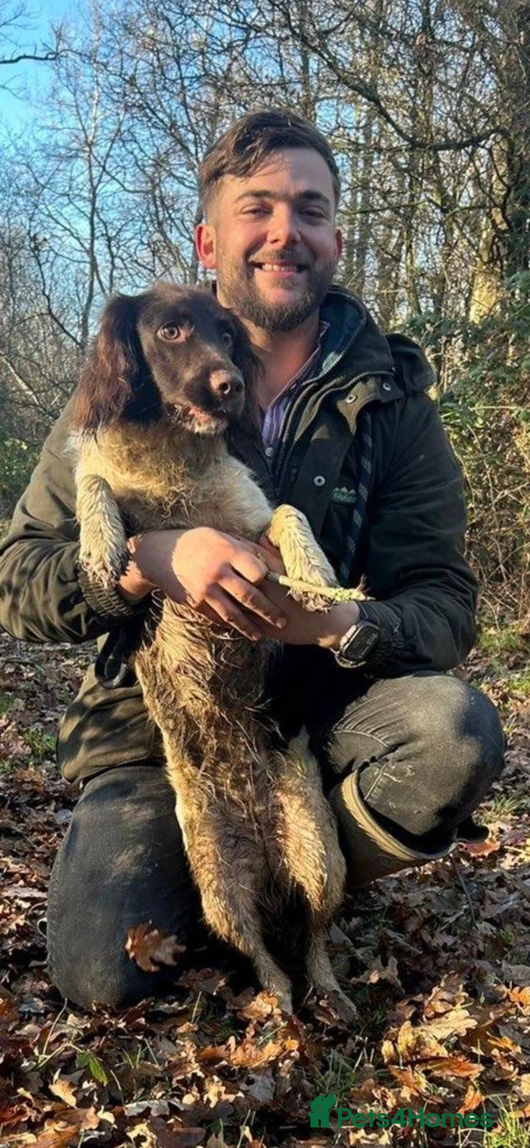 Springador dogs for sale: Springador in Salisbury - Advert 5