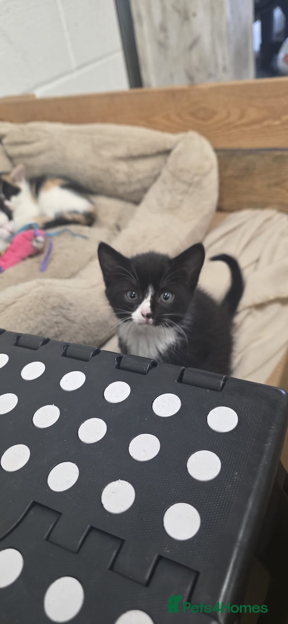 Domestic Shorthair cats for sale: 5 stunning black, ginger and white kittens - Advert 12