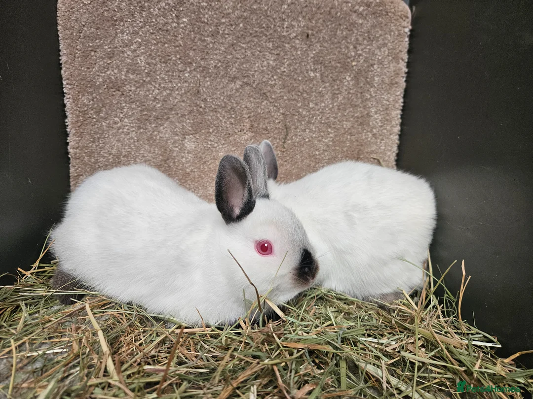 Netherland Dwarf rabbits for sale: Pure bred Himalayan Dwarfs - Advert 2