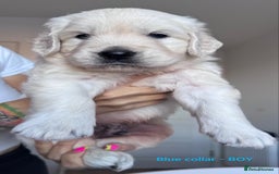 Golden Retriever dogs for sale: Adorable KC Reg Golden Retriever Puppies - Image 1