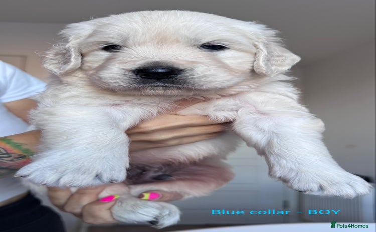 Golden Retriever dogs - Advert 2