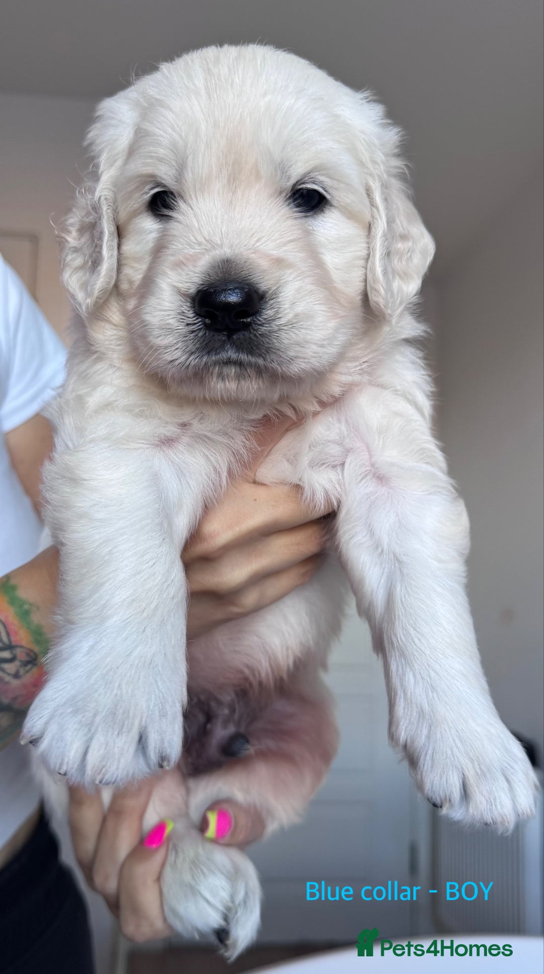 Golden Retriever dogs for sale: Adorable KC Reg Golden Retriever Puppies - Image 1