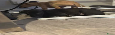 Italian Greyhound 2
