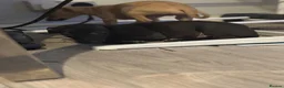 Italian Greyhound dogs for sale: Italian greyhound puppies 🐶  in Bridport - Advert 7