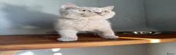 British Shorthair cats for sale: TICA British Shorthair  - Advert 13