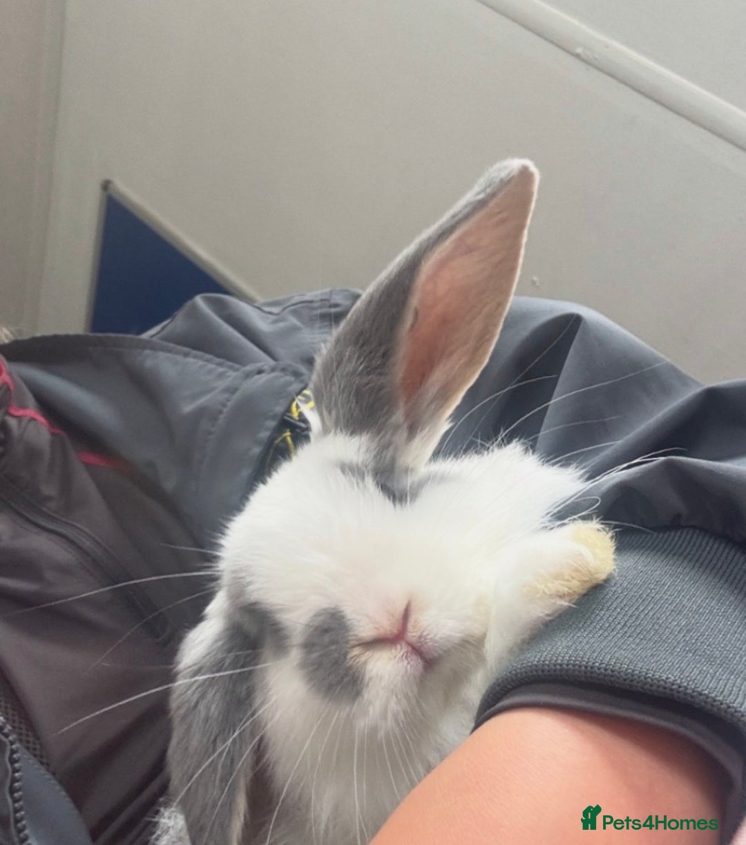 French Lop rabbits for sale: Bluebell French lop female  - Advert 2