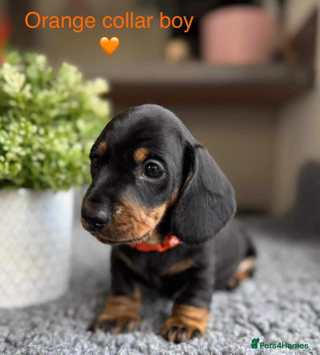 Miniature Dachshund dogs for sale: Miniature Dachshund puppies - Image 13