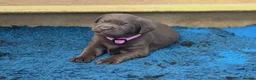Labrador Retriever dogs for sale: Chunky KC Registered Chocolate Labrador Puppies - Advert 6