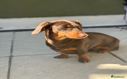 Dachshund dogs for sale: Female dachshund  - Image 4