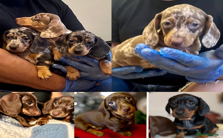 Miniature Dachshund dogs - Advert 7