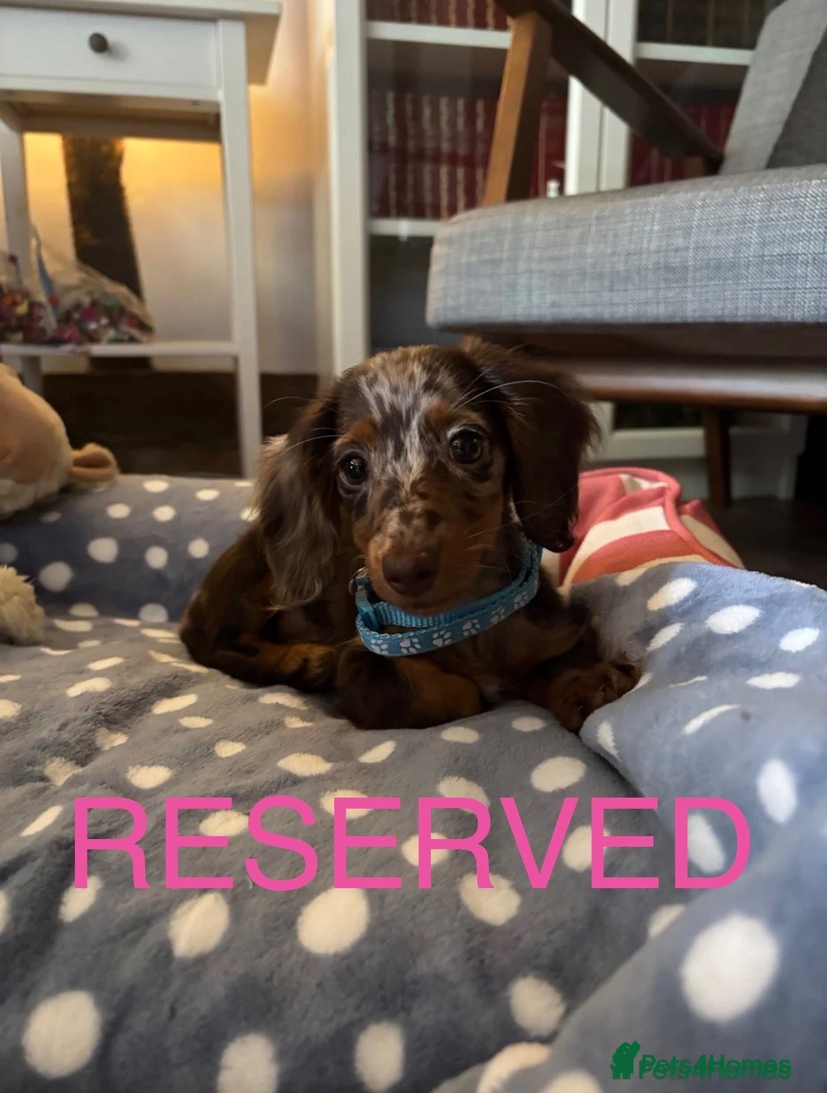 Miniature Dachshund dogs Beautiful Long Haired Miniature Dachshund Puppy - Advert 17