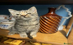 British Shorthair cats for sale: Pure British Shorthair Girls Ready Now! - Image 20