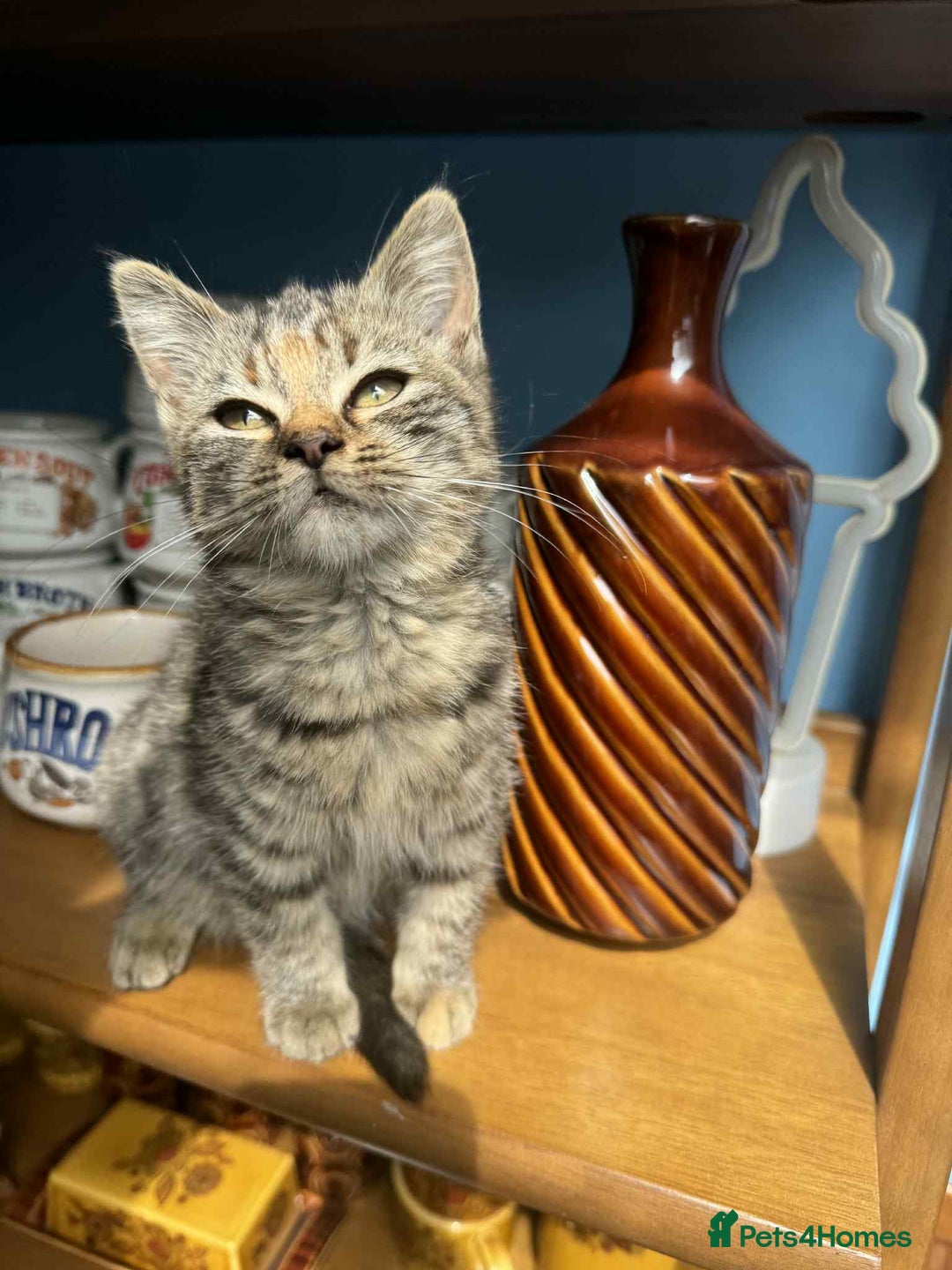British Shorthair cats for sale: Pure British Shorthair Girls Ready Now! - Image 20