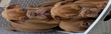 English Bulldog 4