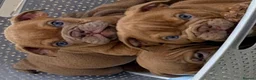 English Bulldog dogs for sale: Beautiful English bulldogs - Advert 37