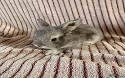 French Lop rabbits for sale: 8 Stunning Giant French lop x mini lop babies  - Image 12