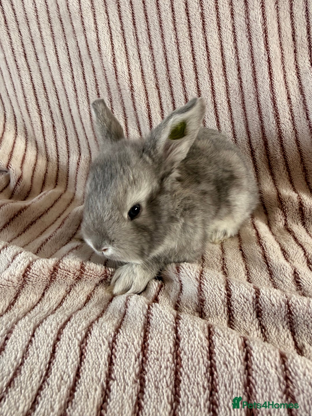 French Lop rabbits for sale: 8 Stunning Giant French lop x mini lop babies  - Image 12