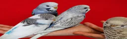Budgerigars birds for sale: Super silly hand tamed baby budgies  - Advert 3