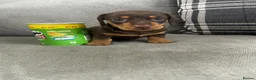 Dachshund dogs for sale: Male Daschund  in Wigan - Advert 5