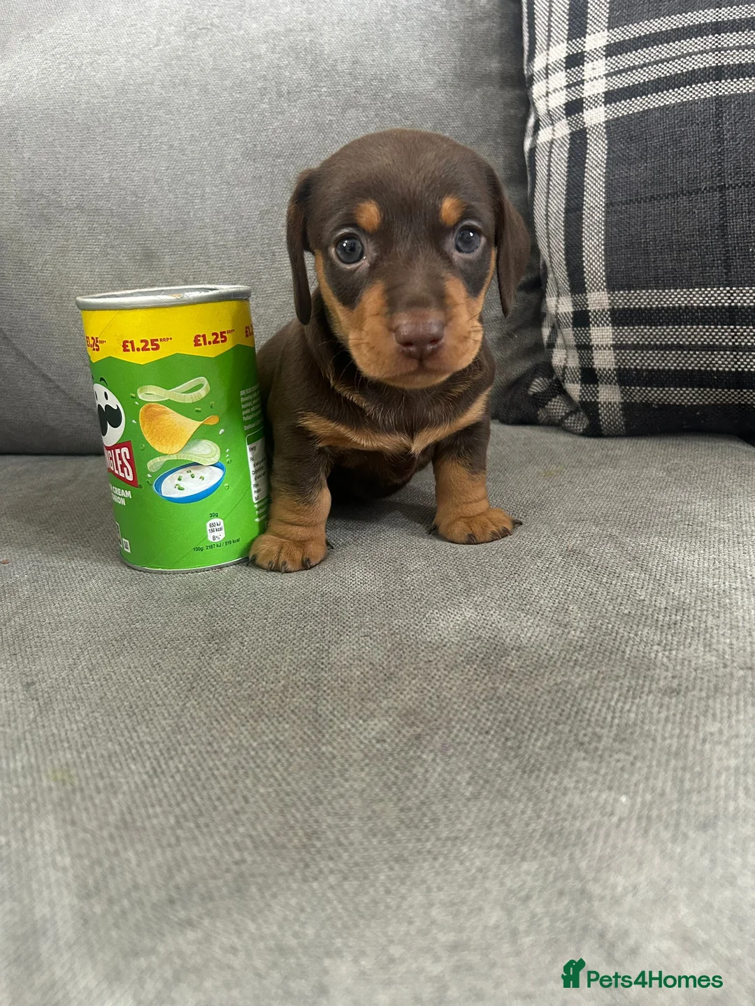 Dachshund dogs for sale: Male Daschund  in Wigan - Advert 5