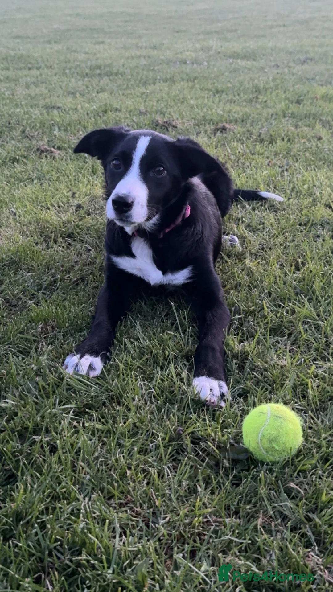 Border Collie dogs for sale: Border collie female - Advert 2