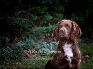 Sprocker dogs Fully health tested sprocker Digby in Wrexham - Advert 1