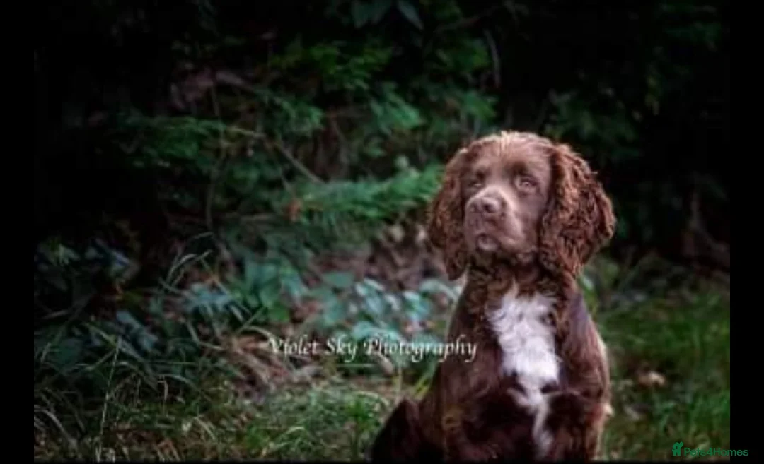 Sprocker dogs for stud: Fully health tested sprocker Digby in Wrexham - Advert 1
