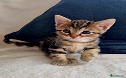 Bengal cats for sale: 2 female half bengal kittens - Image 10